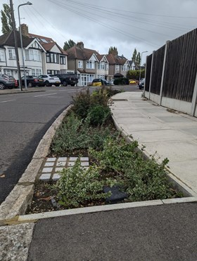 Photo of rain garden on Chalgrove Crescent