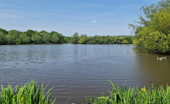 A serene lake surrounded by lush green trees under a clear blue sky, with ducks floating on the water and reeds in the foreground.