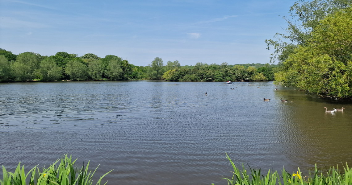 A serene lake surrounded by lush green trees under a clear blue sky, with ducks floating on the water and reeds in the foreground.